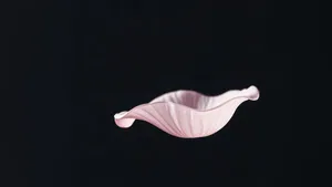 Ariana Grande's Petal — Four Weeks In and Still Commanding the Feed